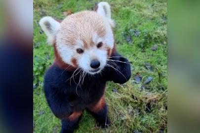 Berlin Hayvanat Bahçesi'nin sevimli sakinleri, Noel ikramlarının tadını çıkardı