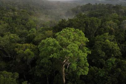 Bilim insanları açıkladı: Amazon ormanlarında iklim değişiyor
