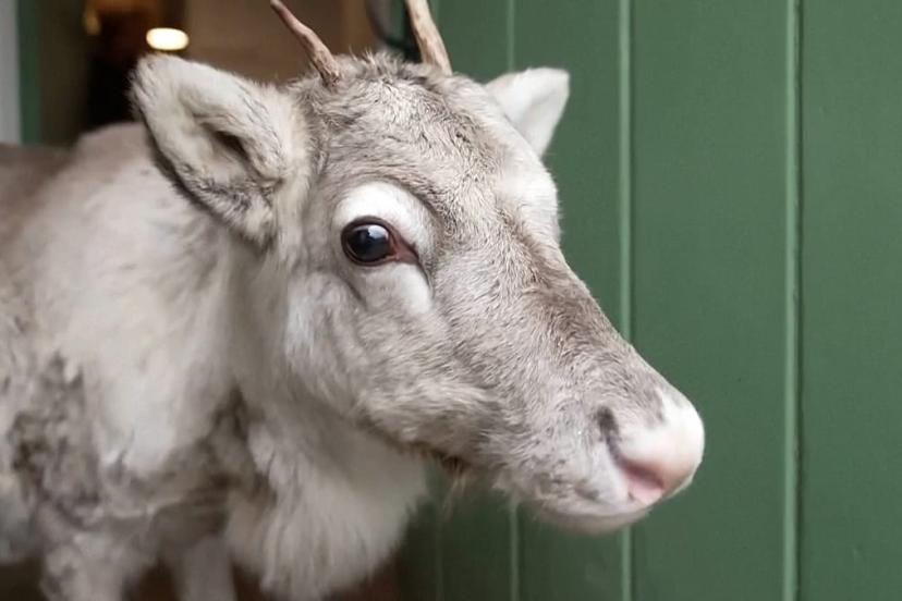 Birleşik Krallık'ta insan eliyle büyütülen ren geyiği Lars, sürüye katıldı, Noel'e hazırlanıyor