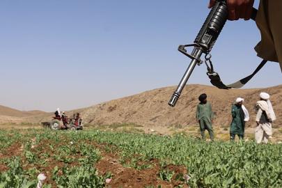 BM: Taliban’ın haşhaş ekimini yasaklaması Afgan çiftçileri ağır zarara uğrattı
