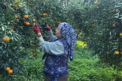 Bodrum mandalinası bahçede 15, manavlarda 100 lira