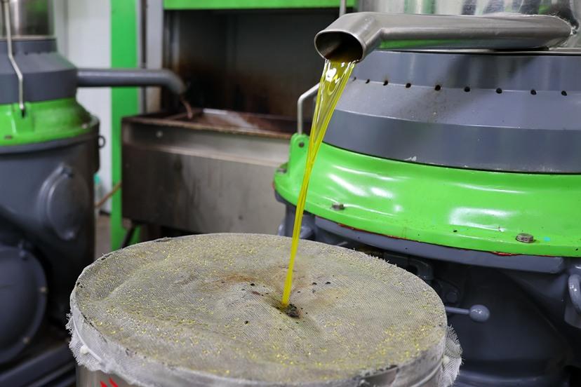 Buca’da zeytin hasadı zamanı