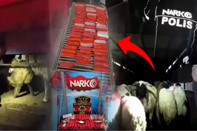 Bunu da yaptılar! Küçükbaş hayvanların karın boşluklarına zulaladılar!