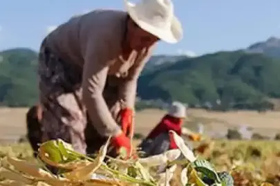 Çiftçilere 1 milyar 46 milyon lira tarımsal destekleme ödemesi bugün yapılacak