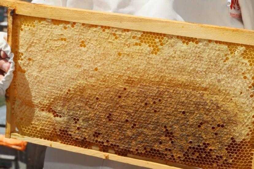 Doğu Karadenizden 11 ayda 452 ton bal ihracatı