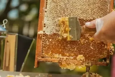 Doğu Karadeniz'in 11 aylık bal ihracatı 1,9 milyon doları aştı: En fazla Almanya, ABD ve BAE talep etti