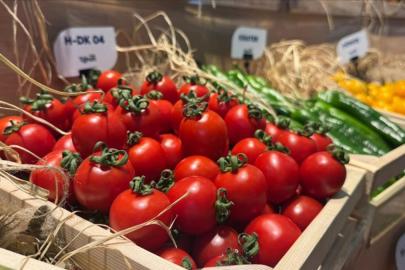 Domates, biber ve salatalık tohumları Türkiye'den yurt dışına gidiyor