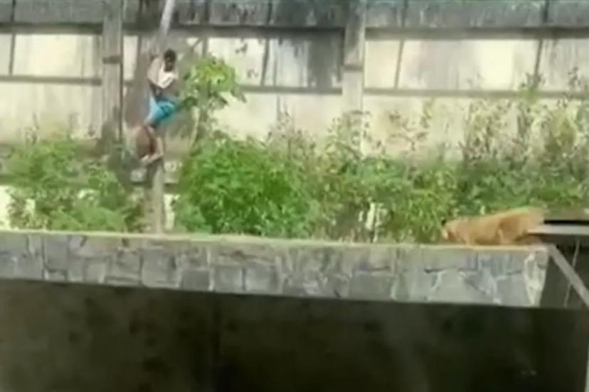 Duvardan atlayıp kafese giren Brezilyalı genç aslan saldırısında hayatını kaybetti