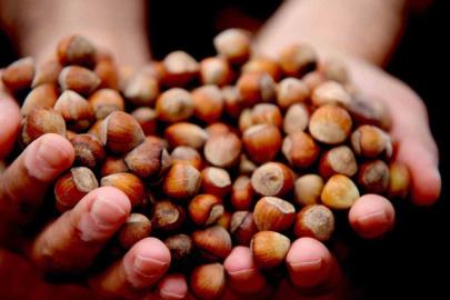 Düzce, fındık ihracatında geçen yıla kıyasla geride