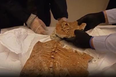 Fransa 70 milyon yıllık dinozor fosillerini Moğolistan'a iade etti