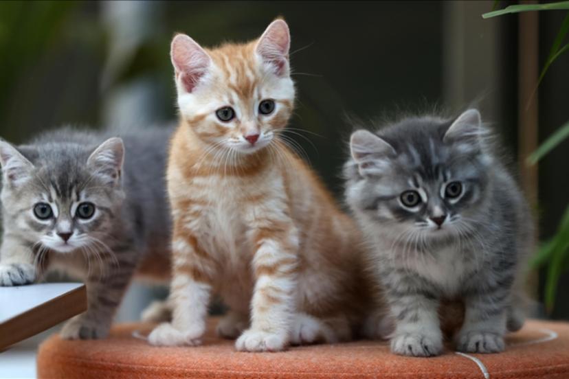 Hesaplandı: Dünyadaki güncel kedi sayısı...