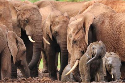 Hindistan'da fil sürüsü köye saldırdı:  4 ölü