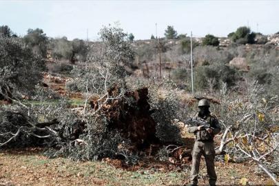 İsrail, Batı Şeria’da bir haftada 3 binden fazla ağaca zarar verdi