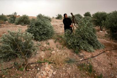 İsrail ordusu Batı Şeria’da yüzlerce ağaca zarar verdi
