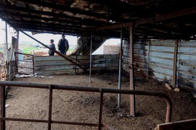 İsrailliler, Batı Şeria'da, Filistinlilerin çiftliğinden 150 koyun çaldı