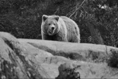 Japonya'da ayı saldırılarına karşı yapay zekalı gözetleme sistemi