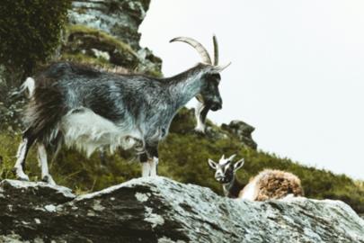 Kayseri'de yaban keçisi avlayana 953 bin 82 lira ceza kesildi