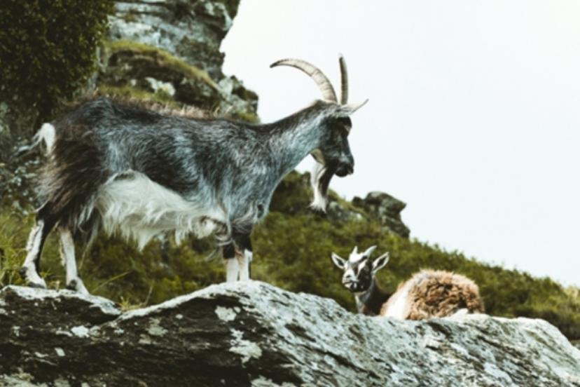 Kayseri'de yaban keçisi avlayana 953 bin 82 lira ceza kesildi