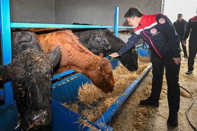 Kırmızı et üretimini artıracak proje meyvelerini vermeye başladı