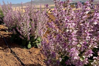 Kırşehir'de aromatik bitkiler alternatif ürün oldu