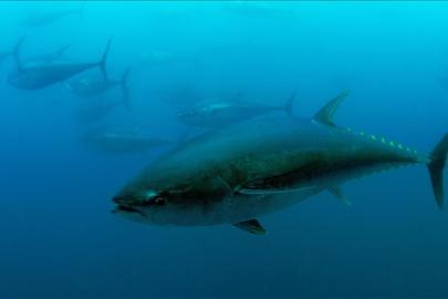 Mavi yüzgeçli orkinos kotası 3 bin 95 tona yükseldi