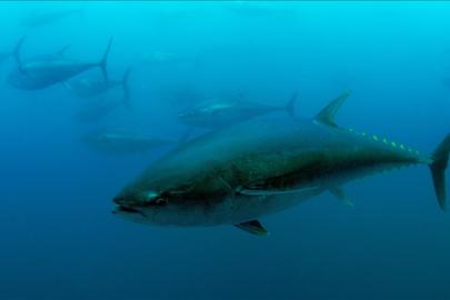 Mavi yüzgeçli orkinos kotasında yüzde 20 artış: Sektöre 400 milyon lira ek gelir