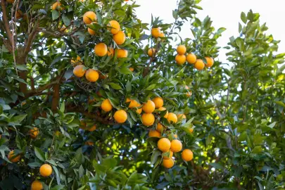 Mersin Kan Portakalı coğrafi işaret tescili aldı