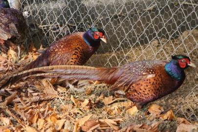 Osmanlı mutfağının gözdesi Sülün, Amasya Üniversitesi’nde üretildi