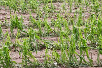 TARSİM tarafından teminat altına alınacak ürün ve riskler belirlendi