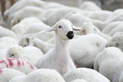 TİGEM, 1200 küçükbaş hayvan satacak