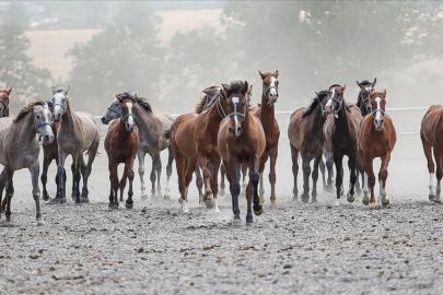 TİGEM, 14 Arap kısrağını satmak için açık artırma başlatıyor
