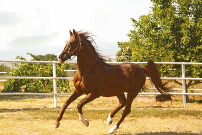 TİGEM safkan 14 Arap kısrağı satacak