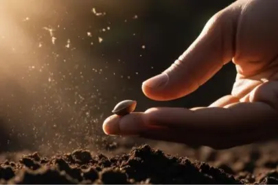 Tohumculuk sektöründeki 'Rekabet' soruşturması genişletildi... O soruşturmada yeni firmalar eklendi