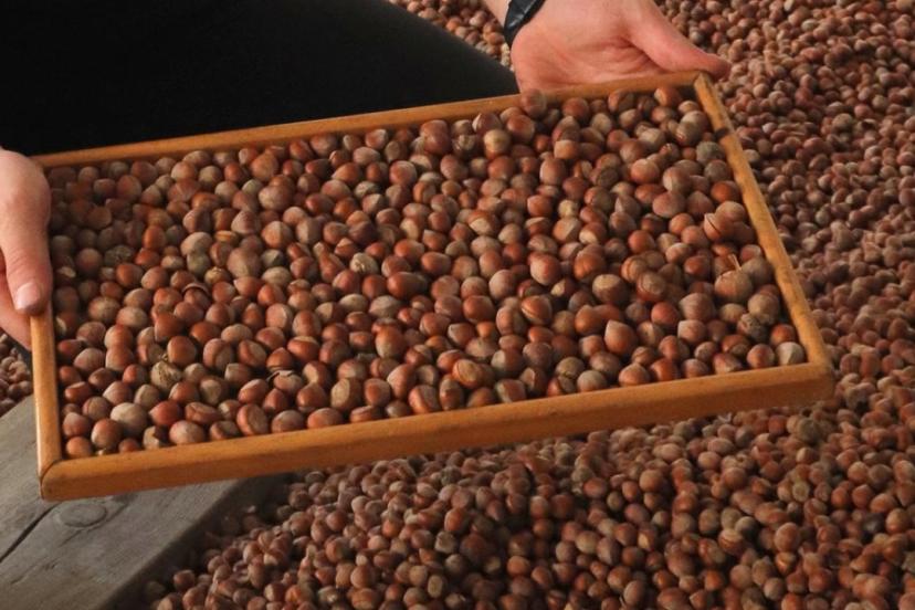 Trabzondan 11 ayda 523 milyon dolarlık fındık ihracatı