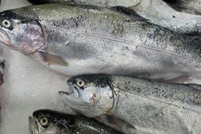 Türk somonu ihracatında hedef milyar dolar