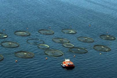 Türkiye, Akdeniz ve Karadeniz balıkçılığında lider konumda