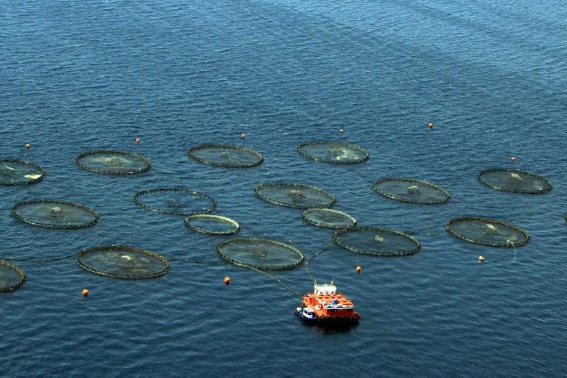 Türkiye, Akdeniz ve Karadeniz balıkçılığında lider