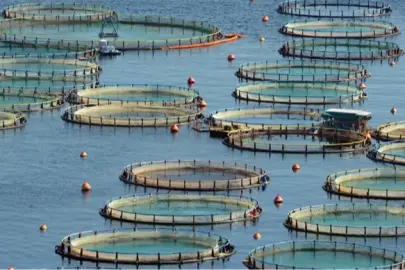 Türkiye, Akdeniz ve Karadeniz su ürünlerinde lider konumda