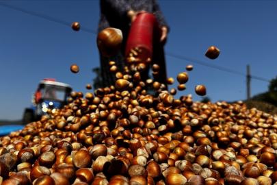 Üç aylık sürede 21 borsada, 138 bin tonu aşkın fındık işlem gördü