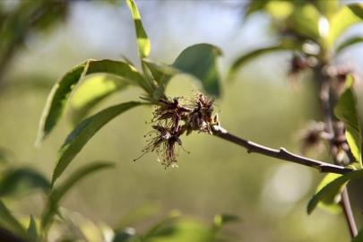 Üreticilere 221 milyon 150 bin lira zirai don desteği ödemesi bugün yapılacak