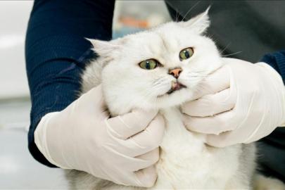 Veteriner Kontrol Enstitüleri 21 yeni laboratuvarla güçlendirilecek