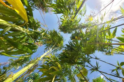 21 ilde kenevir üretimi yapılabilecek