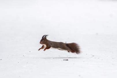 Almanya’da “Elli Fırtınası” ulaşımı felç etti: Tren seferleri iptal, maçlar ertelendi