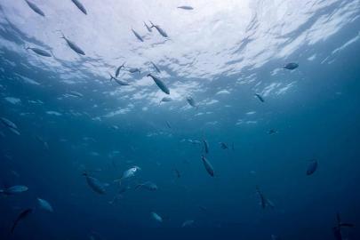Araştırma: Tarım ilaçları balıkların yaşam süresini kısaltıyor