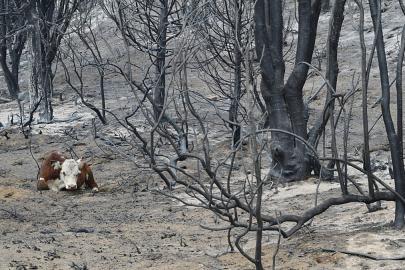 Arjantin Patagonyası'nda orman yangınları yeniden alevlendi, 30 binden fazla hektar yandı