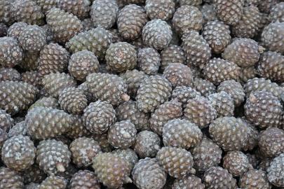 Aydın'da kozalak üretimi için zorluklara rağmen yoğun mesai