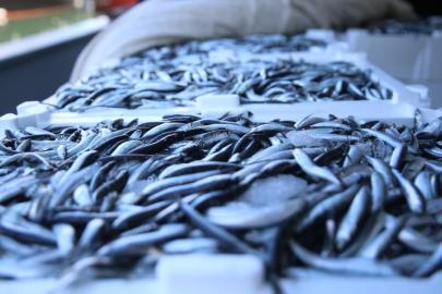 Balık üretiminde geçen yıl cumhuriyet tarihinin rekoru kırıldı