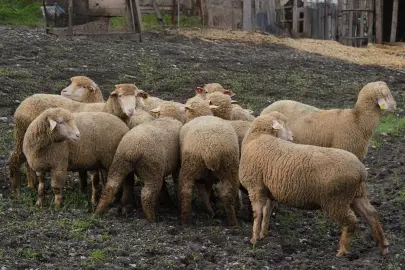 Balıkesir çiftçisine yüzde 100 hibeli damızlık desteği