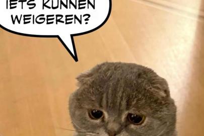 Belçika Başbakanı'nın kedisi, siyasetçilerden daha fazla takip ediliyor