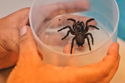 Bilim adamları, kalp krizi ve felç için örümcek zehri bazlı ilaç denemesine başladı